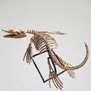 Op de afbeelding: Een gedetailleerde weergave van een gefossiliseerd plesiosaurus-skelet. De beige botten zijn zo gerangschikt dat de lange nek, de vinnen en het langwerpige lichaam van het wezen te zien zijn. Het skelet is gemonteerd op een zwart metalen frame tegen een witte achtergrond.