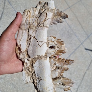 Rara mascella fossilizzata di Basilosaurus – Balena dell’Eocene dal Sahara marocchino