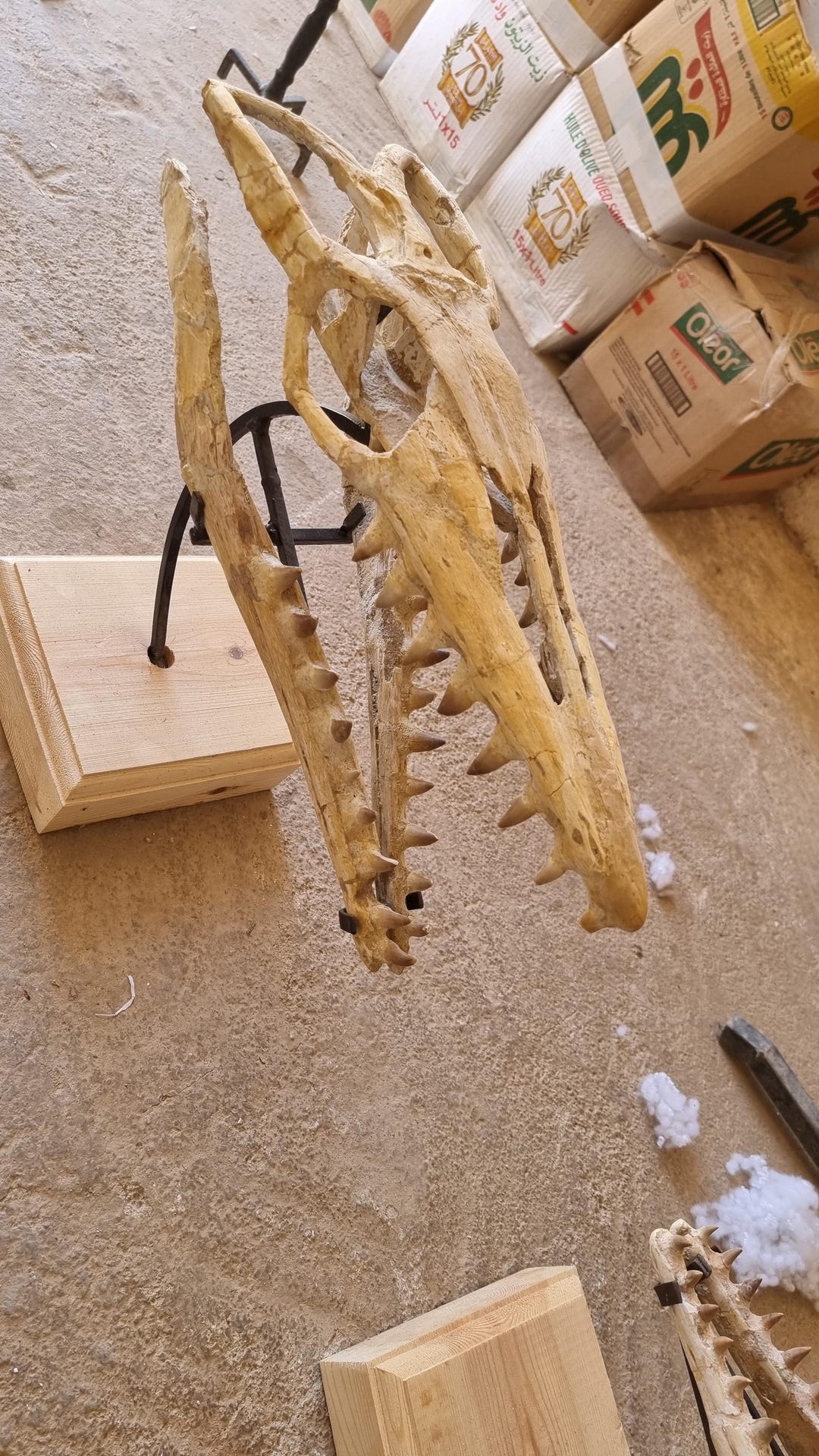 Authentic 45 Cm Mosasaur Skull Late Cretaceous Fossil From Morocco Etsy authentic-45-cm-mosasaur-skull-late-cretaceous-fossil-from-morocco-etsy