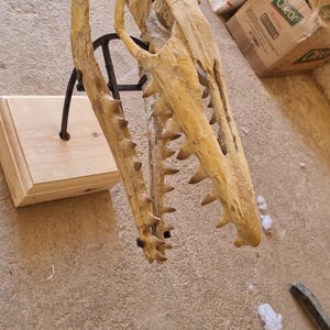Cranio autentico di Mosasauro di 45 cm, fossile del tardo Cretaceo proveniente dal Marocco