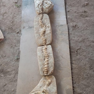 scheletro eccezionale di Enchodus libycus _autentico fossile cretaceo dal Marocco