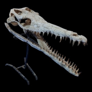 Puede incluir: Primer plano de un cráneo de cocodrilo, mostrando sus afilados dientes y la textura ósea. El cráneo está montado sobre un soporte de metal negro sobre un fondo negro, resaltando el color natural blanquecino del fósil. Una pieza llamativa para coleccionistas.