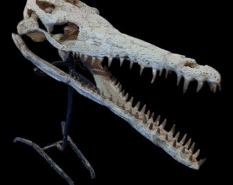 モロッコ産のパレオフィス蛇の脊椎始新世化石 - Etsy 日本