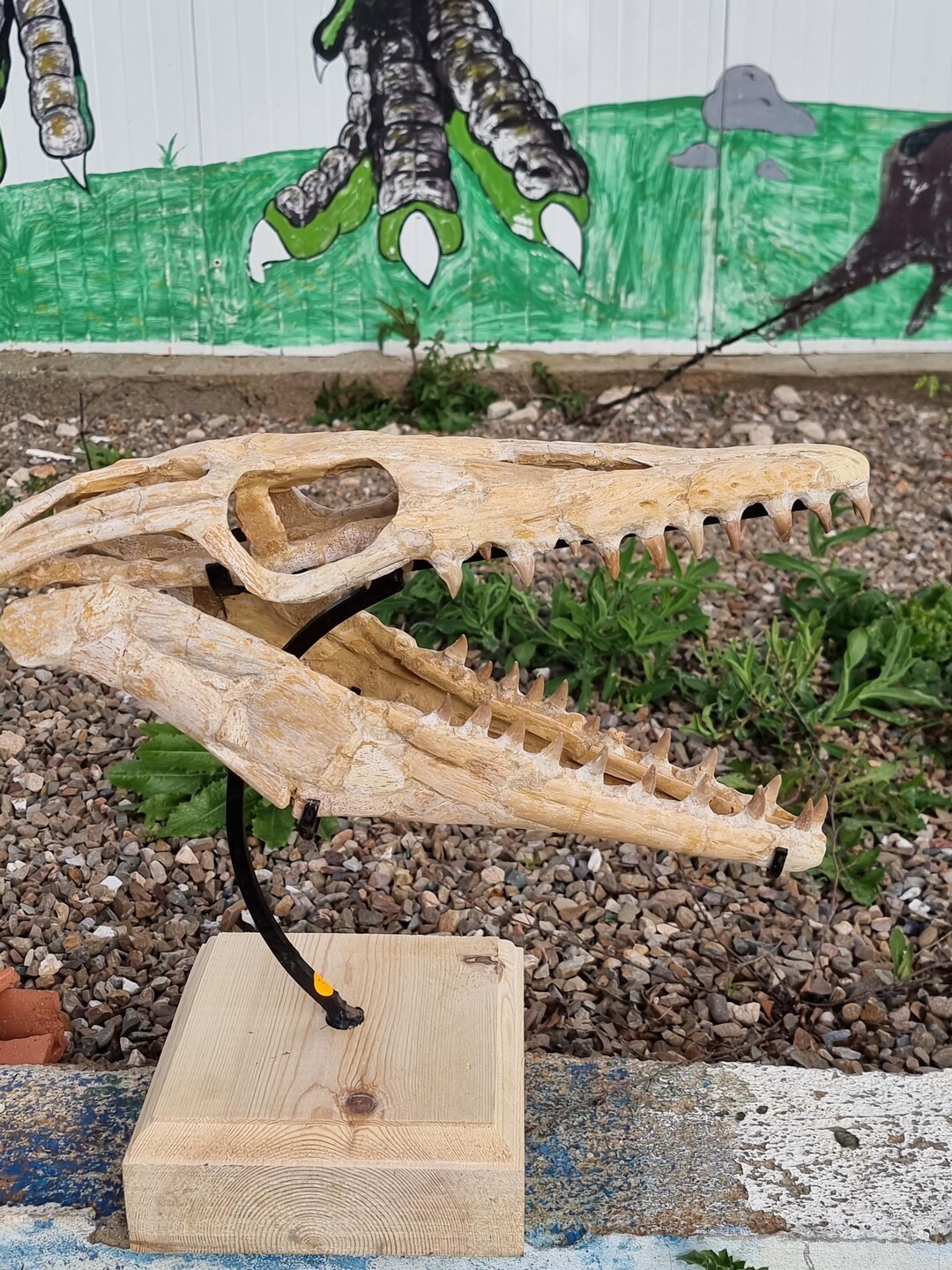Authentic 42 Cm Mosasaur Skull Late Cretaceous Fossil From Morocco Etsy authentic-42-cm-mosasaur-skull-late-cretaceous-fossil-from-morocco-etsy
