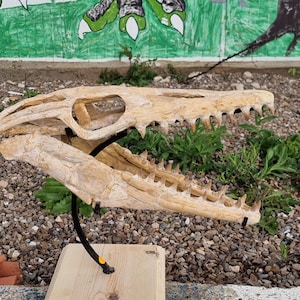 Autentico cranio di Mosasauro da 42 cm – Fossile del tardo Cretaceo dal Marocco