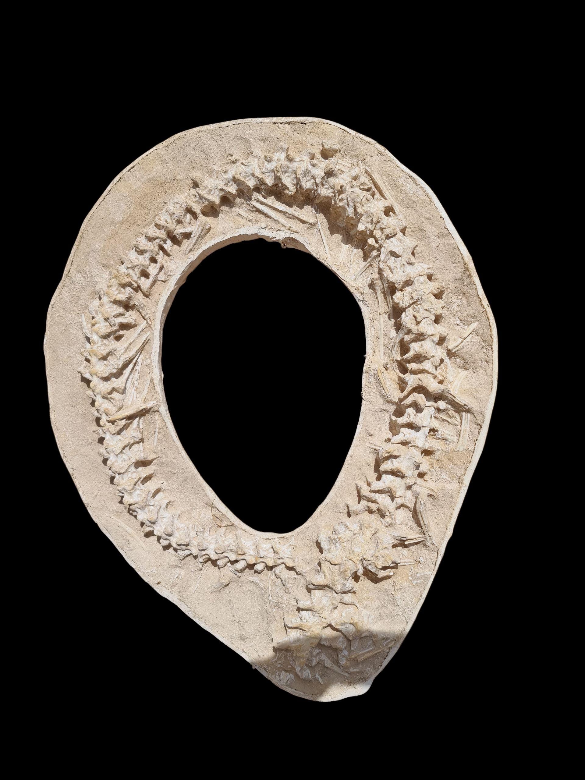 モロッコ産のパレオフィス蛇の脊椎始新世化石 - Etsy 日本