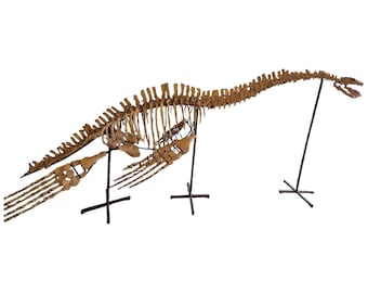 モロッコ産のパレオフィス蛇の脊椎始新世化石 - Etsy 日本