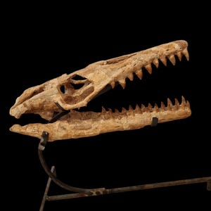 incredibile cranio di Mosasauro dal Marocco
