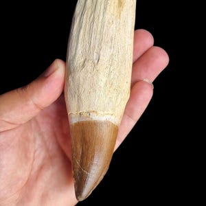 dente di mosasauro radicato autentico_raro fossile proveniente da mari antichi_Marocco