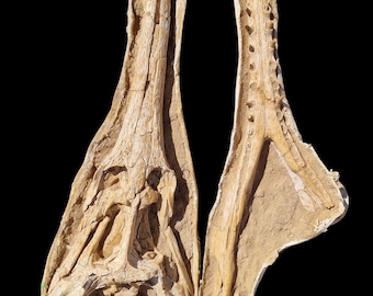 Crânio de Dyrosaurus em Matrix – Réptil marinho fóssil raro do Marrocos