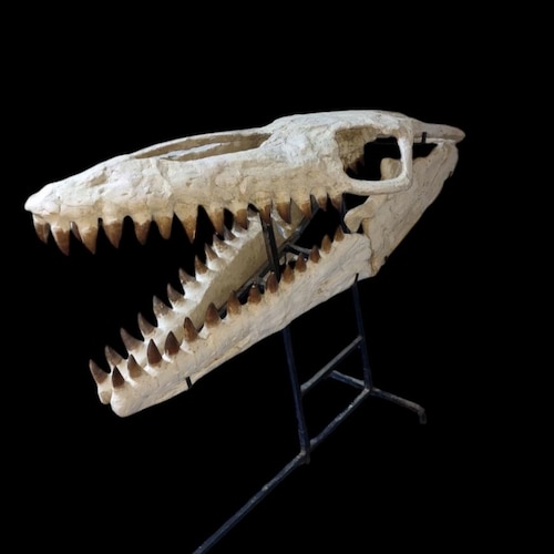 モロッコ産のパレオフィス蛇の脊椎始新世化石 - Etsy 日本