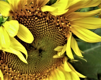 SUNFLOWER Photograph-  - Close Up -Sunflower bloom- 5x7 - Flower photography *Available in more sizes