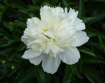 WHITE PEONY Photograph - 5x7 - Gorgeous flower photo - floral - garden photo - More sizes available...