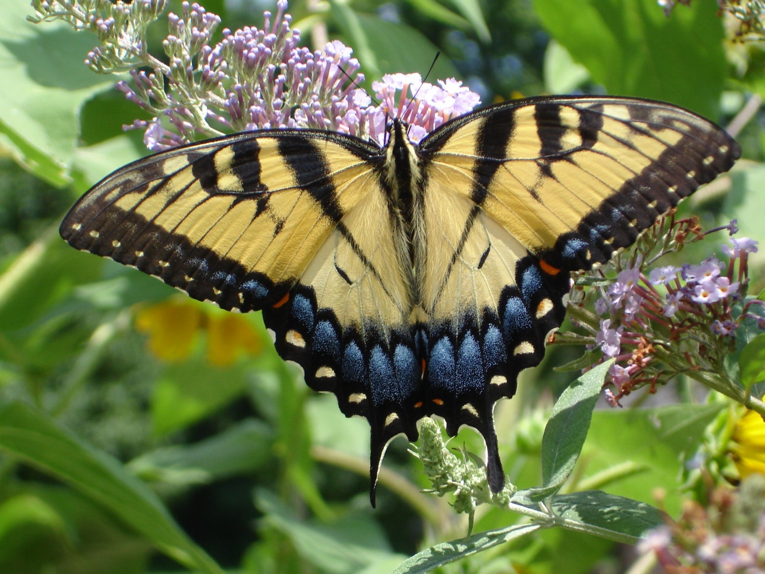 Download Butterfly photo Yellow Swallowtail butterfly 5x7 Garden | Etsy