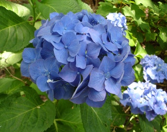 Deep Blue HYDRANGEA photograph - 5x7 - flower photo - floral - garden photo - More sizes available...