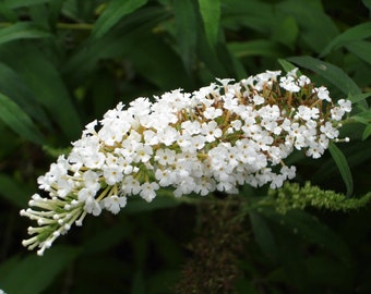 Butterfly Bush - 5x7 -photo - White flower Photo -floral - garden photo - More sizes available...