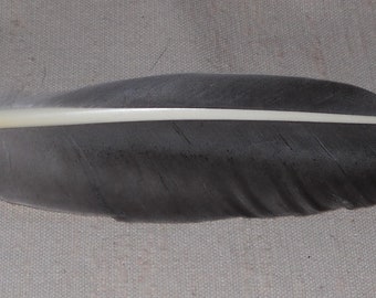 Greylag Goose Wing Feather Quill Pen Spellwriting Set