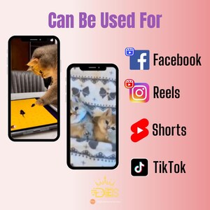 1300+ Cute Cat Video reels Template, Cat Reels Templates, TikTok, Instagram, YouTube Shorts, Viral Cat Reels bundle, Viral Templates PLR/MRR