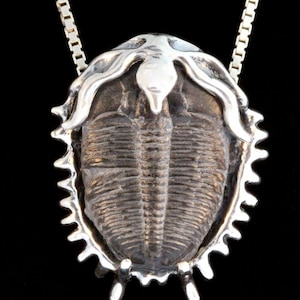 Trilobite Necklace Fossil Pendant Fossil Jewelry Ocean Jewelry - Etsy