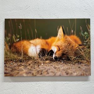 Sleeping Fox Canvas Art: Animal Nursery Wall Decor