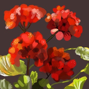 Red Geraniums, Print, 8"x8"