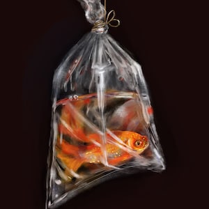 Op de afbeelding: Een enkele goudvis zwemt in een doorzichtige plastic zak, die aan een touwtje hangt. De zak is doorschijnend, waardoor de vis duidelijk te zien is. De vis is oranje en heeft een zwart oog.