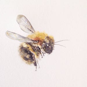Bumblebee Print, Aquarelle 8"x10 »