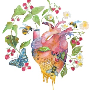Anatomical Heart Giclee Print, Bees and Raspberry Art, Watercolor Painting, Garden Heart, Watercolor Heart 8x10 image 1