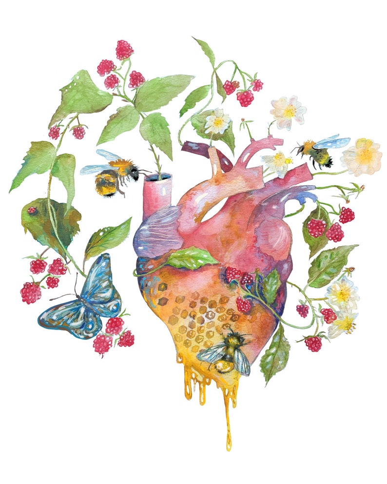 Anatomical Heart Giclee Print, Bees and Raspberry Art, Watercolor Painting, Garden Heart, Watercolor Heart 8x10 image 1