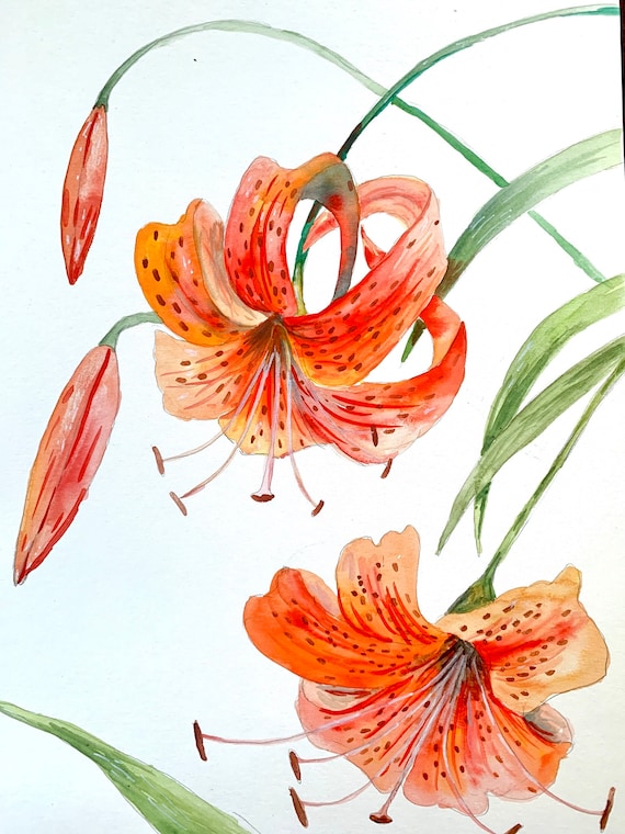 Tiger Lily, Watercolor Original Painting, 9"x12"