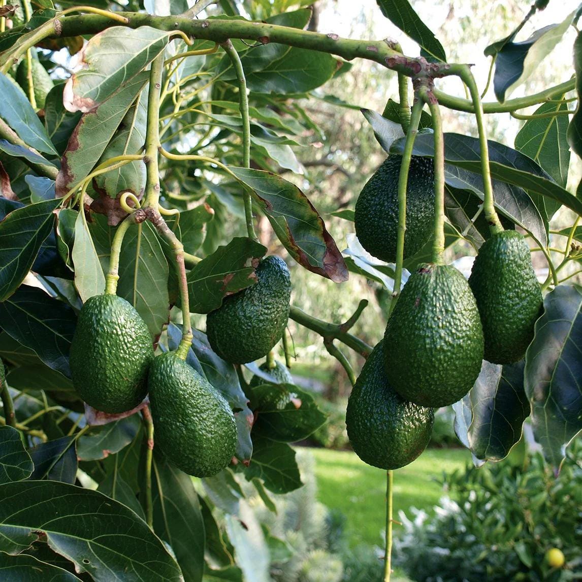 Boca Hydro Grafted Super Hass Avocado Tree Organic Live Fruit Tree - Etsy