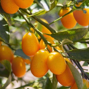 Nagami Kumquat Tree (grafted) 1ft to 2 Feet Tall. No ship to CA.