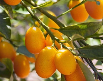 Nagami Kumquat Tree (grafted) 1ft to 2 Feet Tall. No ship to CA.