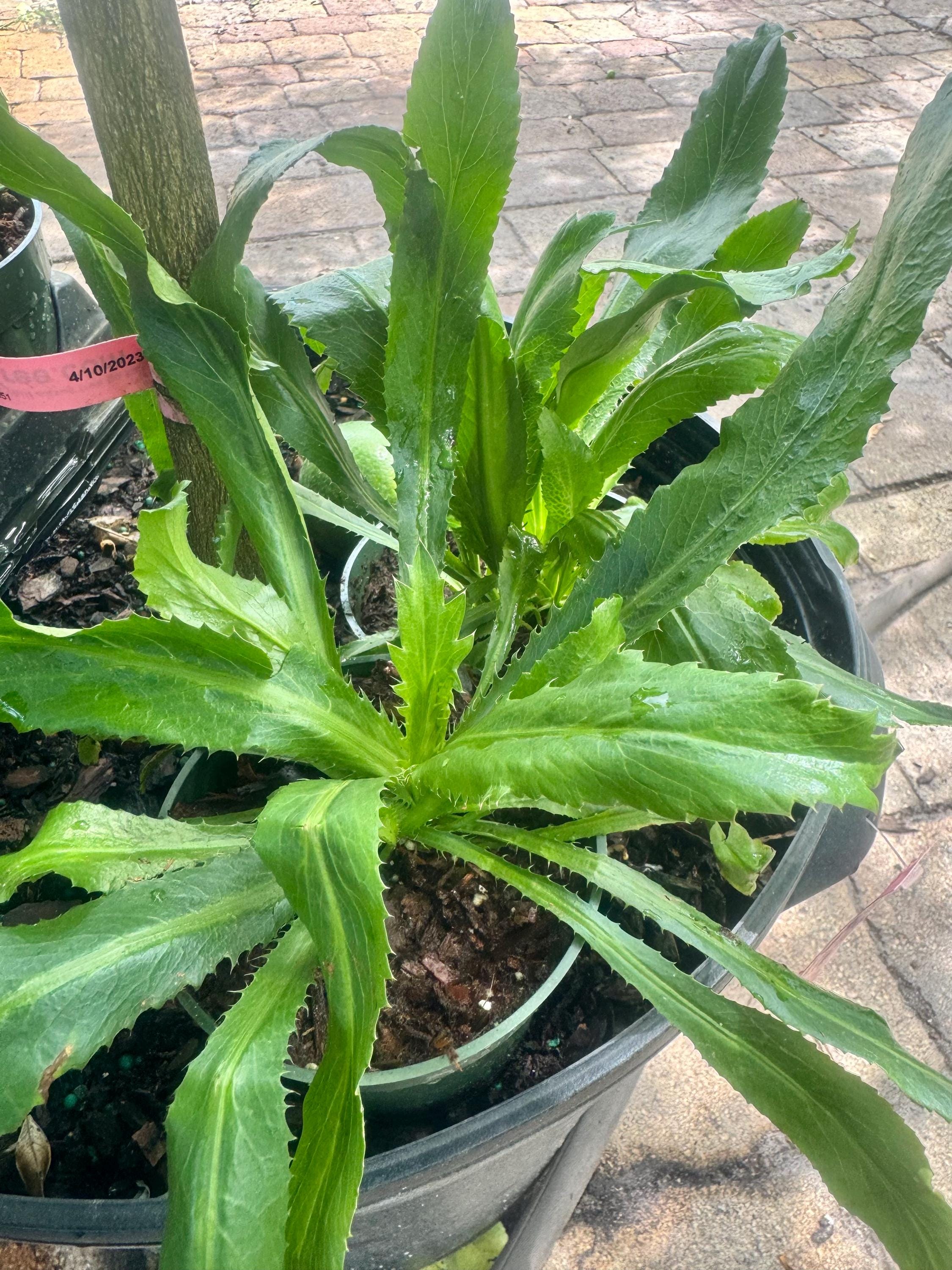 Culantro / Mexican cilantro plants 4” pot..nice and healthy plants. at least 2plants in pot. ready for harvest.