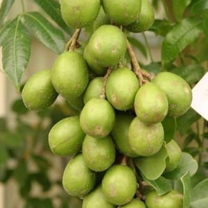 Thai Dwarf  JUNE PLUM Ambarella Tree 3Gal Pot with Flower almost 3ft. No ship to Ca.