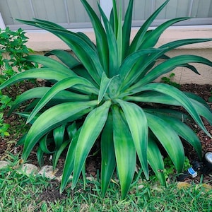 May include: A large, vibrant green agave plant with long, pointed leaves. The plant is surrounded by green grass and small rocks, with a window and beige wall in the background. The leaves have a slight yellow hue.