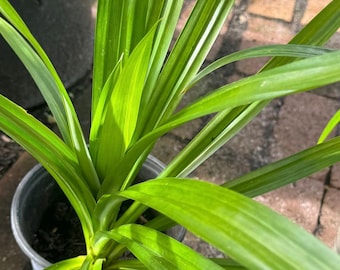 Pandan starter plants 1ft & up. No shipping, Ca.