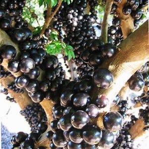 Brazilian Jaboticaba ( black fruit) Tree Myrciaria cauliflora Tropical Fruit 3 gal pot  )3ft up tree shipping with pot. No ship to Ca.