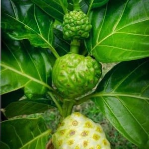 Live Noni Fruit Plant: 3ft tree with flowers. (3gl Pot).