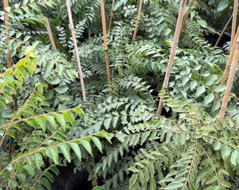 May include: A collection of curry leaf plants in black pots, supported by bamboo stakes. The plants have vibrant green, pinnate leaves, creating a lush, dense appearance. The image is taken from a slightly elevated angle, showcasing the plants' growth.
