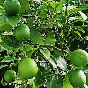 Dwarf KEY LIME tree with fruit and flowers one gallon pot. No shipping CA.
