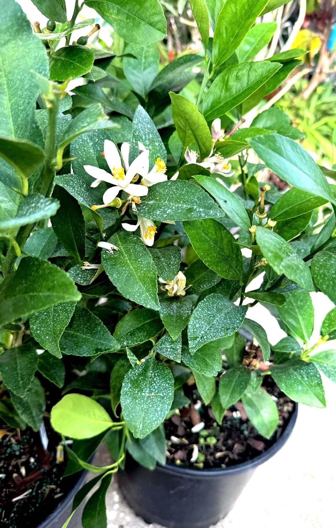 Dwarf Meyer Lemon Tree With Flowers and Lemon . No Shipping CA. - Etsy