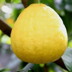 Ponderosa Giant Lemon 3ft grafted tree. No ship to CA.