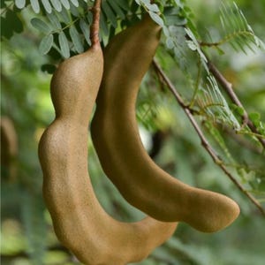 Tamarind Fruit Tree (Tamarindus indica) - 3ft in 3gl Pot
