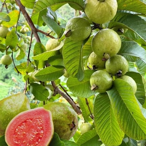 May include: A guava tree branch laden with ripe green guavas. Some of the guavas have been cut open, revealing their pink flesh.