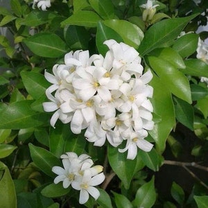 May include: A close-up of a white flowering bush with green leaves. The flowers are small and delicate, with five petals each. The bush is in full bloom, and the flowers are clustered together in a dense mass.