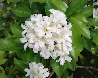Orange Jasmine Plant 3ft to 4ft tall with 3 Gallon Pot. no shipping Ca.