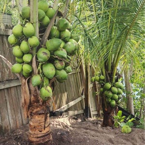 Samoan Coconut Tree - Etsy