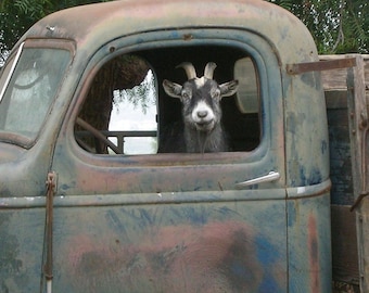 Goat art print,Cute goat photo, Rustic farmhouse decor, Country home decor, Rustic truck, Goat gift for home, Art Print on 8x8 wood block