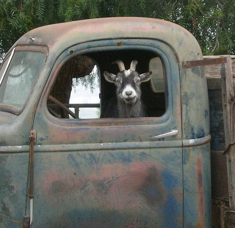 Goat art print,Cute goat photo, Rustic farmhouse decor, Country home decor, Rustic truck, Goat gift for home, Art Print on 8x8 wood block image 1